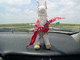 A picture of a stuffed llama with a bandanna on it's neck