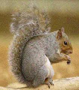 A picture of a squirrel